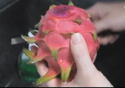 女子吃火龙果吓一跳:火龙果里盘着一条黑眉锦蛇的幼蛇 女子吃火龙果吓一跳:火龙果里盘着一条黑眉锦蛇的幼蛇