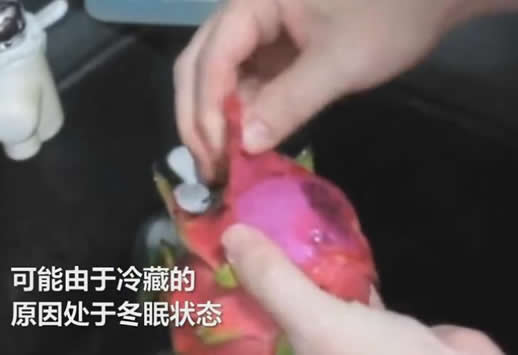 女子吃火龙果吓一跳:火龙果里盘着一条黑眉锦蛇的幼蛇 女子吃火龙果吓一跳:火龙果里盘着一条黑眉锦蛇的幼蛇