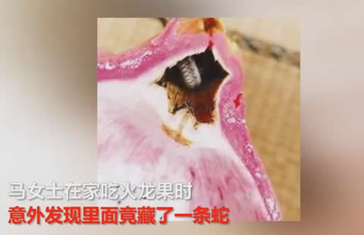 女子吃火龙果吓一跳:火龙果里盘着一条黑眉锦蛇的幼蛇 女子吃火龙果吓一跳:火龙果里盘着一条黑眉锦蛇的幼蛇