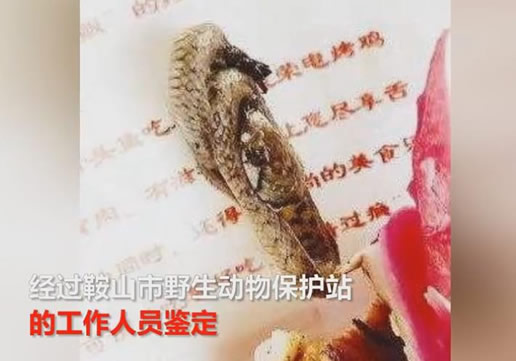 女子吃火龙果吓一跳:火龙果里盘着一条黑眉锦蛇的幼蛇 女子吃火龙果吓一跳:火龙果里盘着一条黑眉锦蛇的幼蛇