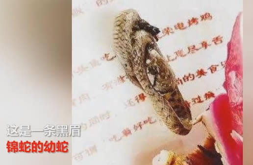女子吃火龙果吓一跳:火龙果里盘着一条黑眉锦蛇的幼蛇 女子吃火龙果吓一跳:火龙果里盘着一条黑眉锦蛇的幼蛇