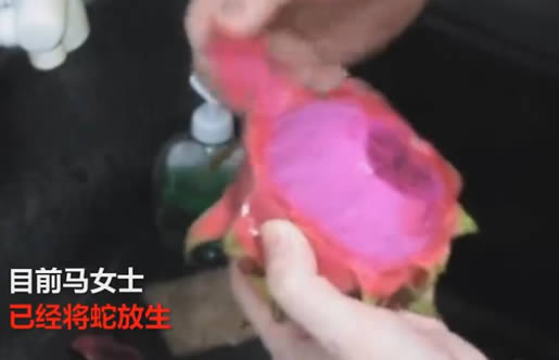 女子吃火龙果吓一跳:火龙果里盘着一条黑眉锦蛇的幼蛇 女子吃火龙果吓一跳:火龙果里盘着一条黑眉锦蛇的幼蛇