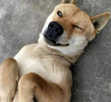 保护主人意识最强的狗:十大聪明忠诚的狗排名