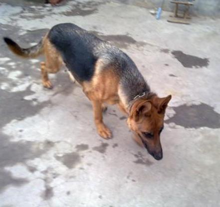 保护主人意识最强的狗:十大聪明忠诚的狗排名