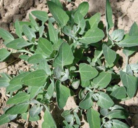 不能吃的灰菜图片：有毒灰菜与灰菜的区别,吃灰菜会中毒吗