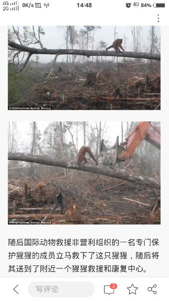 猩猩与挖掘机肉搏：现实版猩球崛起（图）