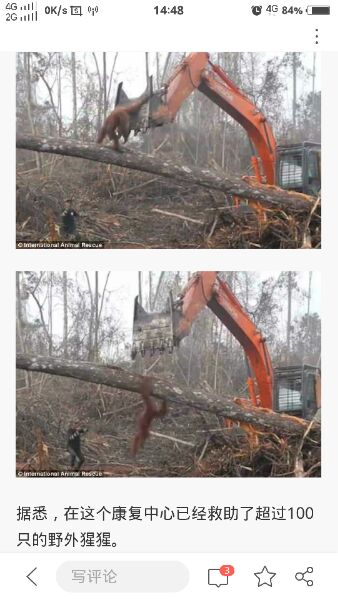 猩猩与挖掘机肉搏：现实版猩球崛起（图）