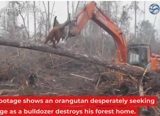 猩猩与挖掘机肉搏：现实版猩球崛起（图）