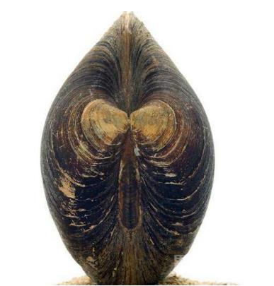 寿命最长的动物：十大世界上寿命最长的动物