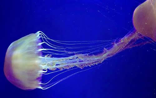 寿命最长的动物：十大世界上寿命最长的动物