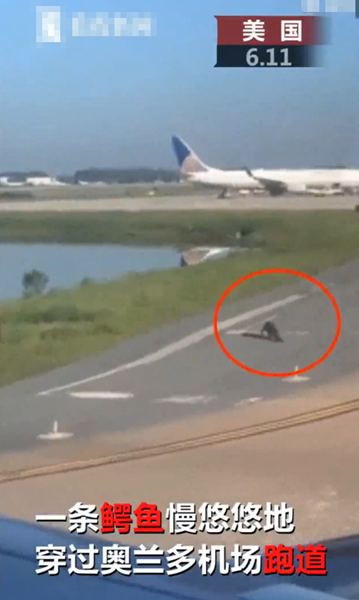 飞机跑道惊现鳄鱼：跑道中央一条鳄鱼悠哉悠哉地穿过