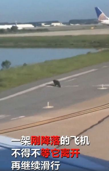 飞机跑道惊现鳄鱼：跑道中央一条鳄鱼悠哉悠哉地穿过