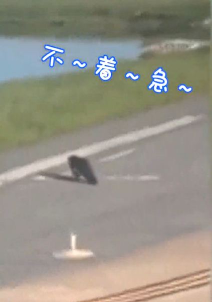 飞机跑道惊现鳄鱼：跑道中央一条鳄鱼悠哉悠哉地穿过