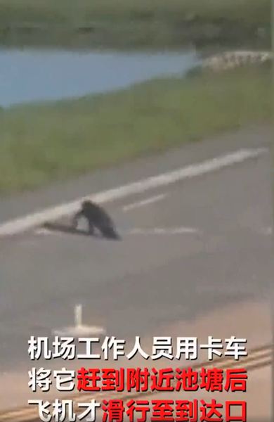 飞机跑道惊现鳄鱼：跑道中央一条鳄鱼悠哉悠哉地穿过