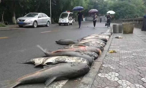 高校捞的大鱼吃不成了:400公斤不够分 卖了买鱼苗 高校捞的大鱼吃不成了:400公斤不够分 卖了买鱼苗