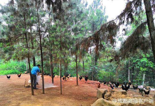 白领辞职返乡养鸡：猜到了开头,却没有猜到结尾