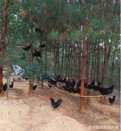 白领辞职返乡养鸡：猜到了开头,却没有猜到结尾