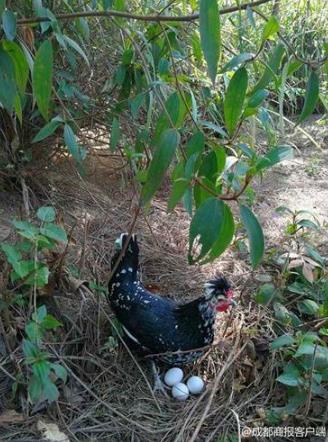白领辞职返乡养鸡：猜到了开头,却没有猜到结尾