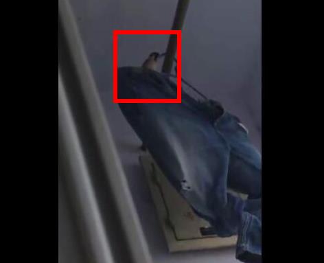 晾牛仔裤一个月忘收：鸟儿裤中筑巢下蛋（图）