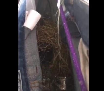 晾牛仔裤一个月忘收：鸟儿裤中筑巢下蛋（图）