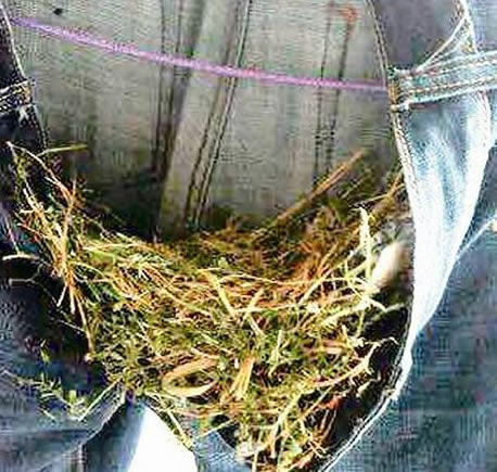 晾牛仔裤一个月忘收：鸟儿裤中筑巢下蛋（图）