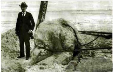 世界海怪之谜:流传千年的海怪之谜终于被破解(图) 世界海怪之谜:流传千年的海怪之谜终于被破解(图)