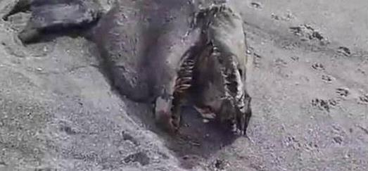 长白山天池水怪:长白山天池水怪真实照片你见过吗 长白山天池水怪:长白山天池水怪真实照片你见过吗