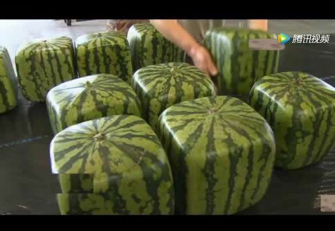 日本方西瓜切开后的样子：培育出来价格昂贵切开竟这样