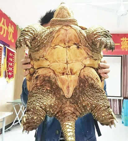 古墓挖出千年乌龟:真相揭开时原来是这样(图)