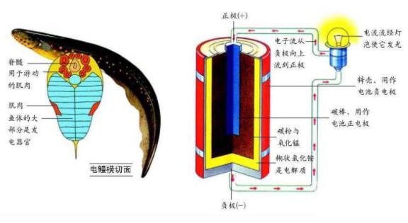 电鳗为什么会放电：电鳗放电原理能电死人吗,电鳗能吃吗