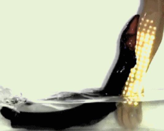 电鳗为什么会放电：电鳗放电原理能电死人吗,电鳗能吃吗