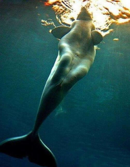 儒艮为什么叫美人鱼:尾巴很像美人鱼,儒艮变成美人鱼图片 儒艮为什么叫美人鱼:尾巴很像美人鱼,儒艮变成美人鱼图片