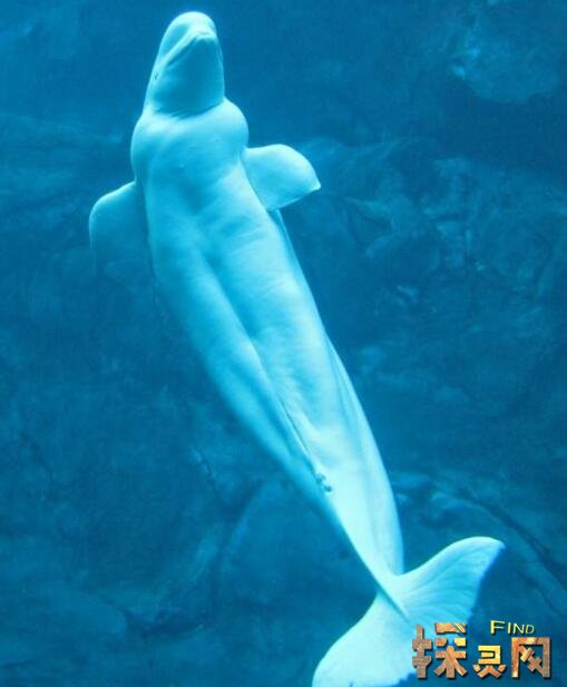 儒艮为什么叫美人鱼:尾巴很像美人鱼,儒艮变成美人鱼图片 儒艮为什么叫美人鱼:尾巴很像美人鱼,儒艮变成美人鱼图片