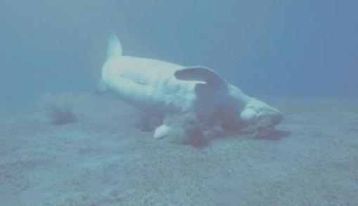 儒艮为什么叫美人鱼:尾巴很像美人鱼,儒艮变成美人鱼图片 儒艮为什么叫美人鱼:尾巴很像美人鱼,儒艮变成美人鱼图片