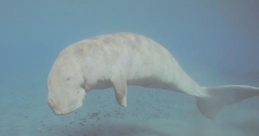 儒艮为什么叫美人鱼:尾巴很像美人鱼,儒艮变成美人鱼图片 儒艮为什么叫美人鱼:尾巴很像美人鱼,儒艮变成美人鱼图片