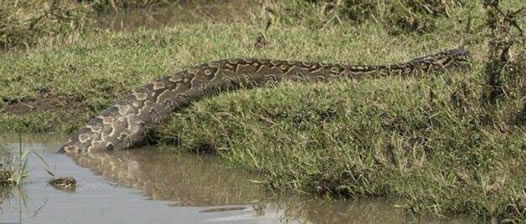 世界上最大的蟒蛇不超15米：200米巨蟒是谣言（图）