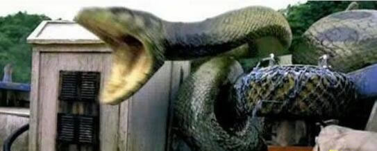 世界上最大的蟒蛇不超15米：200米巨蟒是谣言（图）