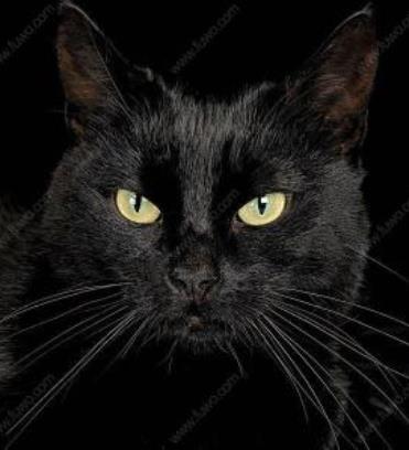 人死后为什么要盖住脸:一种习俗吗,为什么不能让猫接近 人死后为什么要盖住脸:一种习俗吗,为什么不能让猫接近