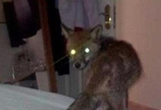 香港狐仙事件：揭1981年骇人听闻的香港狐仙灵异事件