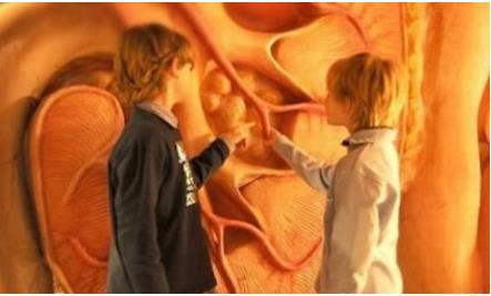 世界首座人体大厦:一次奇妙的人体之旅,全面了解人体结构 世界首座人体大厦:一次奇妙的人体之旅,全面了解人体结构