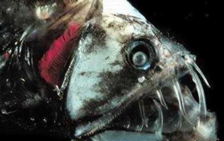 海底一万米有多恐怖:海底一万米啥样子,生物有哪些 海底一万米有多恐怖:海底一万米啥样子,生物有哪些