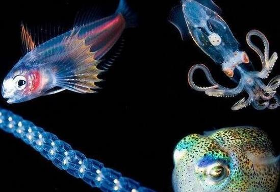 海底一万米有多恐怖:海底一万米啥样子,生物有哪些 海底一万米有多恐怖:海底一万米啥样子,生物有哪些