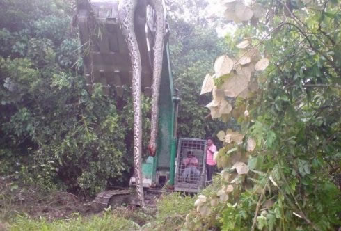 桂平挖蛇事件的经过：桂平挖蛇事件16.7米长大蛇是真的吗