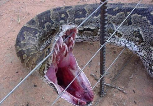 桂平挖蛇事件的经过：桂平挖蛇事件16.7米长大蛇是真的吗