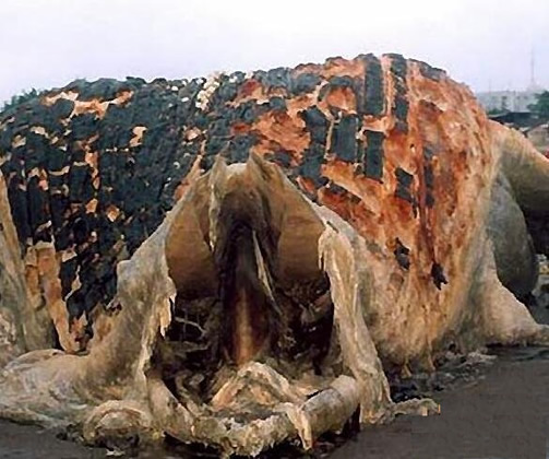 南非海怪诡异的白色长毛鱼：日本发现的神秘长毛鱼（图）