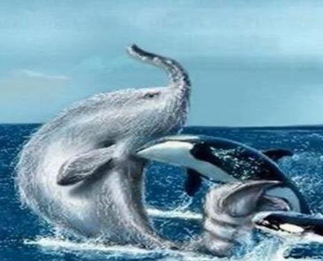 南非海怪诡异的白色长毛鱼：日本发现的神秘长毛鱼（图）