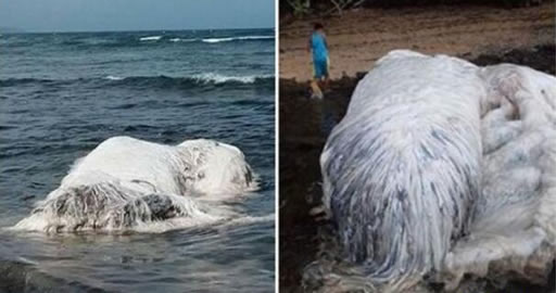 南非海怪诡异的白色长毛鱼：日本发现的神秘长毛鱼（图）