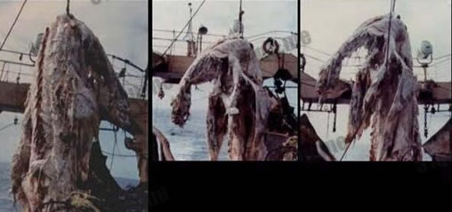 南非海怪诡异的白色长毛鱼：日本发现的神秘长毛鱼（图）