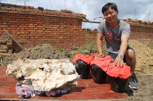 农家院现160斤太岁：太岁酿酒或酿水,一份不错的家产