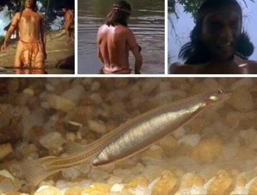 吸血鱼寄生型鱼类:能钻进人的尿道阴囊吸血(恐怖吸血鱼) 吸血鱼寄生型鱼类:能钻进人的尿道阴囊吸血(恐怖吸血鱼)